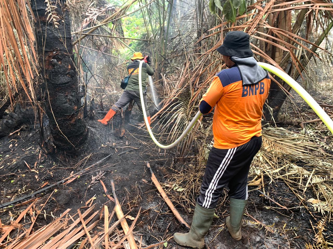Terdeteksi 223 Hotspot Karhutla di 9 Wilayah Sumatera