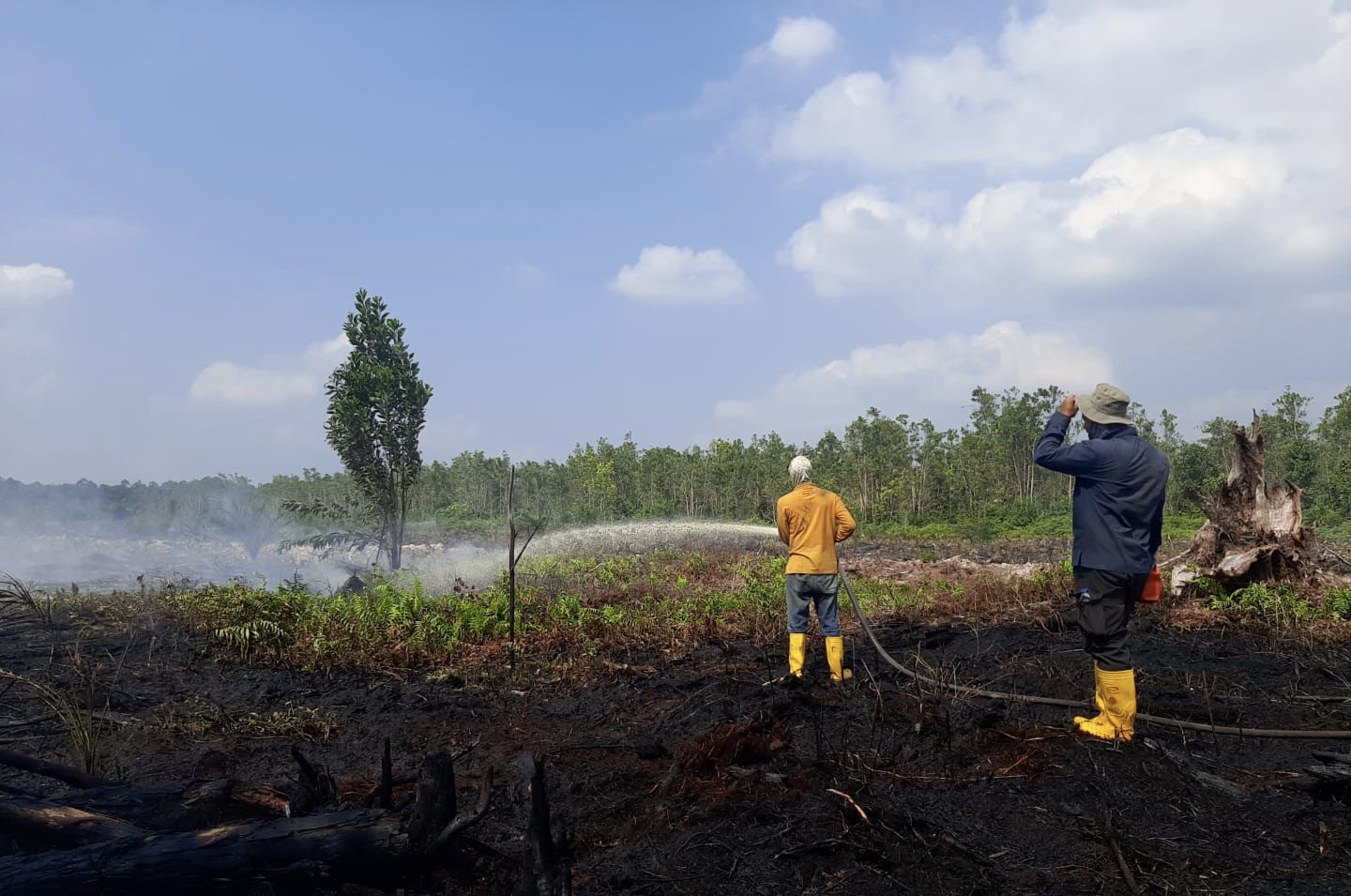 Ditanam Pohon Sawit, 15 Hektar Lahan Cagar Biosfer di Giam Siak Kecil Terbakar