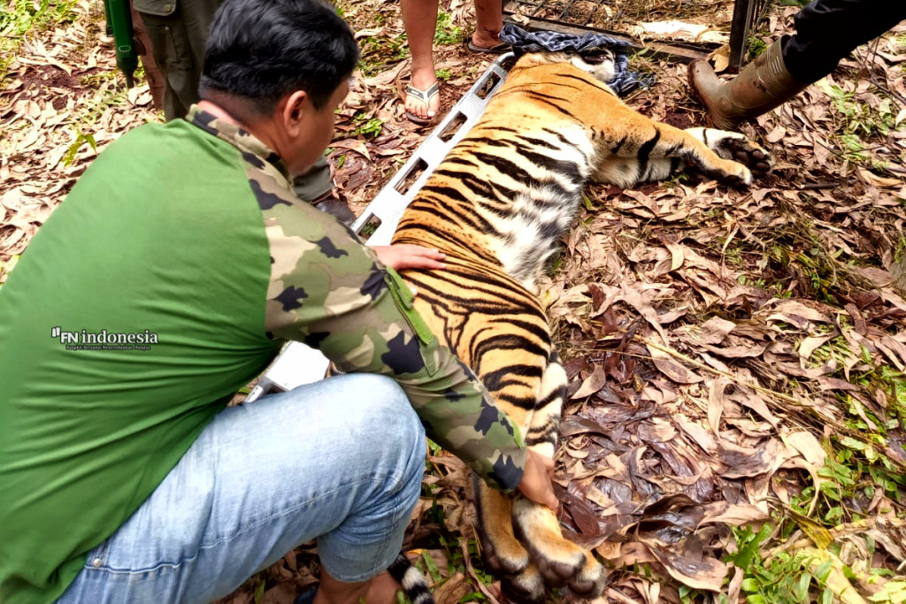 Serang Pekerja Hingga Tewas, BBKSDA Riau Evakuasi Harimau di Pelalawan