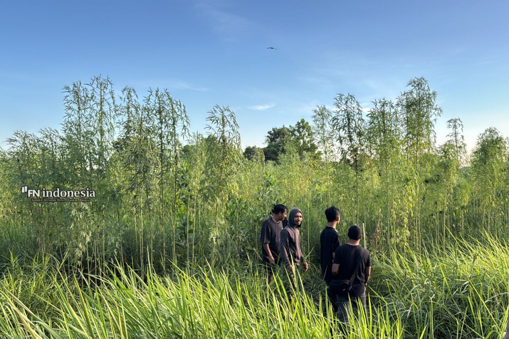 Diduga Ladang Ganja, Warga Temukan Tanaman Mencurigakan di Pekanbaru, Polisi Ungkap Fakta Sementara