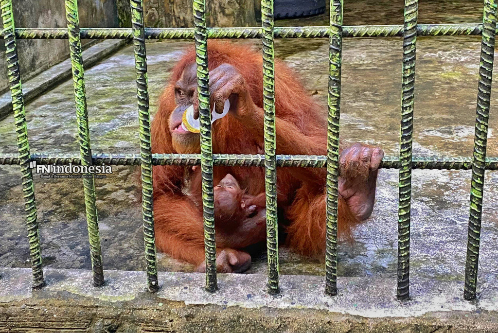 Bayi Orangutan Lahir di Kasang Kulim, Bukti Keberhasilan Konservasi di Riau