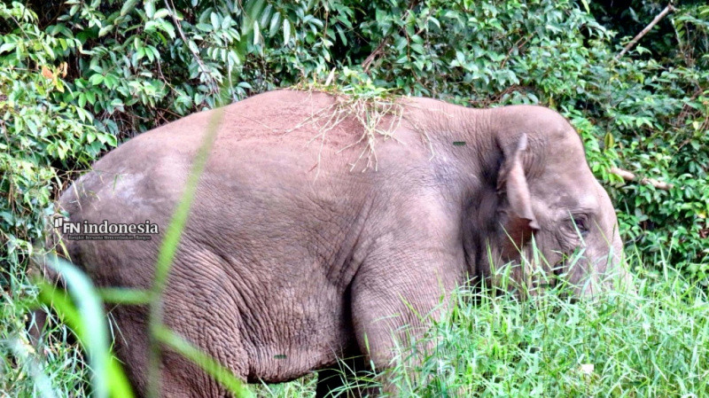FKGI Serukan Aksi Nyata Selamatkan Habitat Gajah di Taman Nasional Tesso Nilo