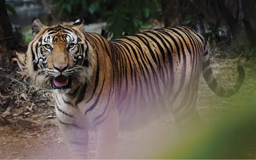 Pekerja Perkebunan Diterkam Harimau saat Sedang Tidur dalam Kamp