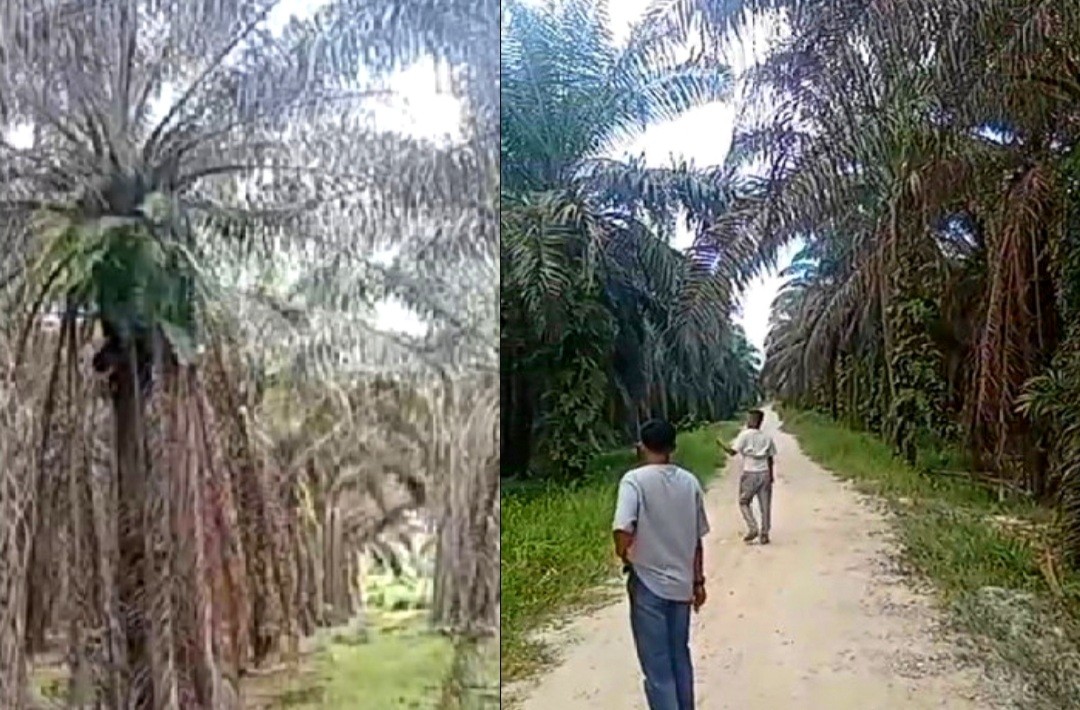 Screenshot_20251004-230017_VN_-_Video_Editor.jpg