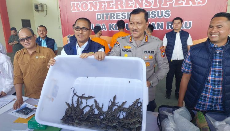 buaya.PNG