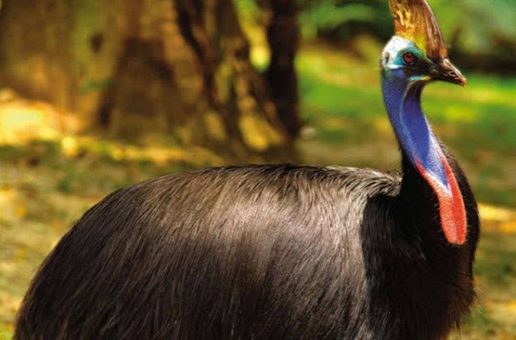 Tahukah Anda, Kasowari Burung Berbahaya di Dunia?