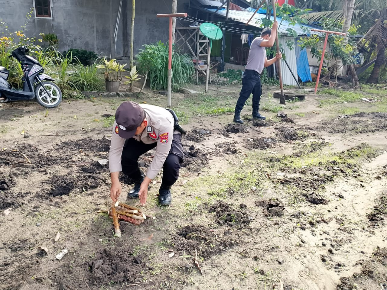 Dukung Ketahanan Pangan, Polsek Pujud Tanam Singkong di Pondok Kresek