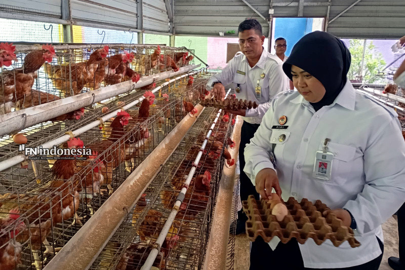 Dukung Ketahanan Pangan Nasional, Seksi Giatja Lapas Pekanbaru Panen 210 Butir Telur Ayam