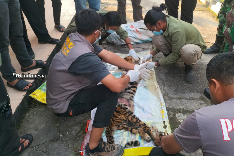 Harimau Sumatera Dibantai dan Dicincang, 6 Pelaku Ditangkap di Rohul