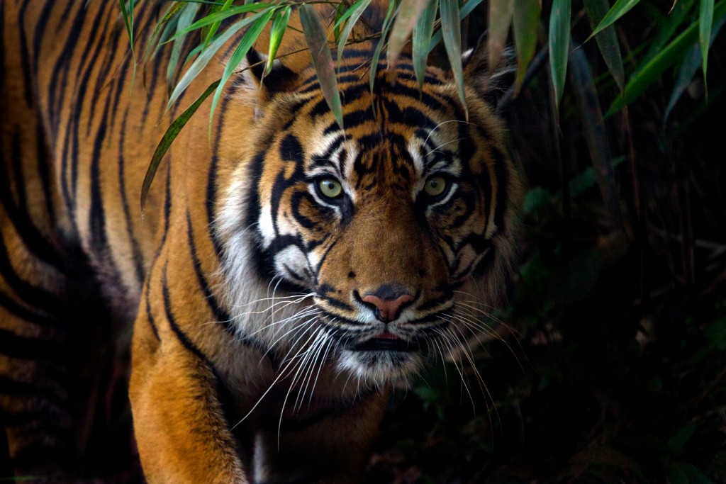 Dua Harimau Sumatera Serang Warga di Inhu, Korban Selamat Setelah Lawan Balik