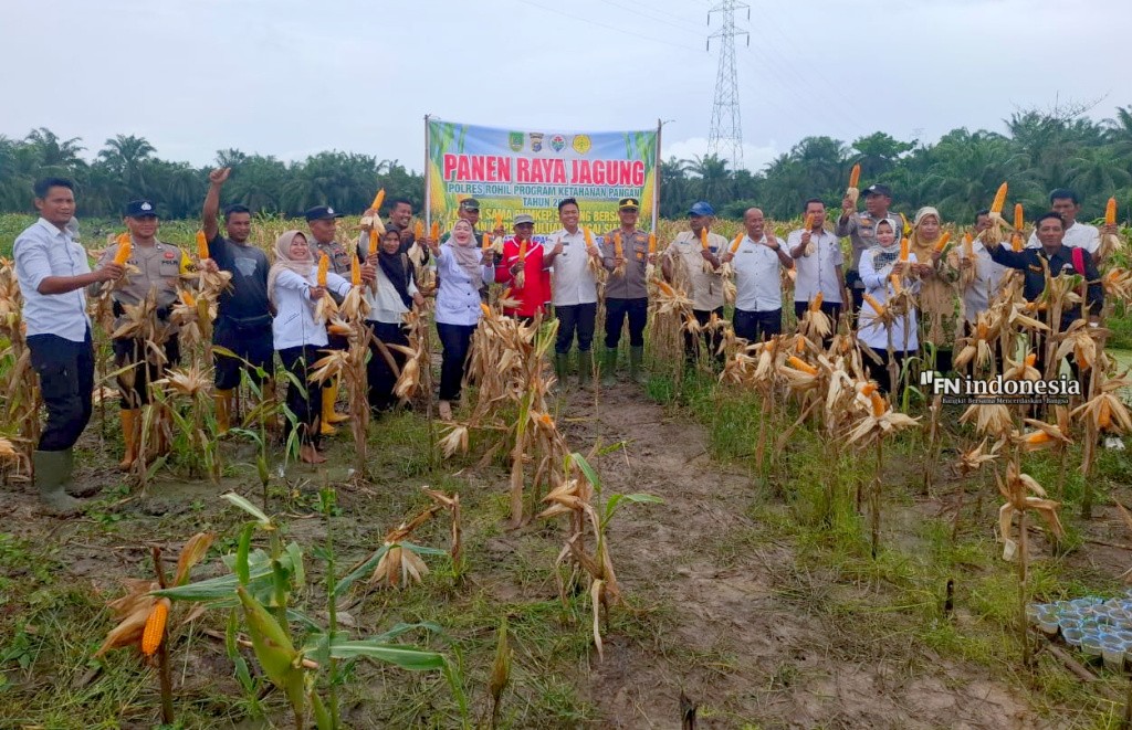 Polsek Batu Hampar dan Forkopimcam Panen Raya Jagung Pipil Kuartal III di Sungai Sialang