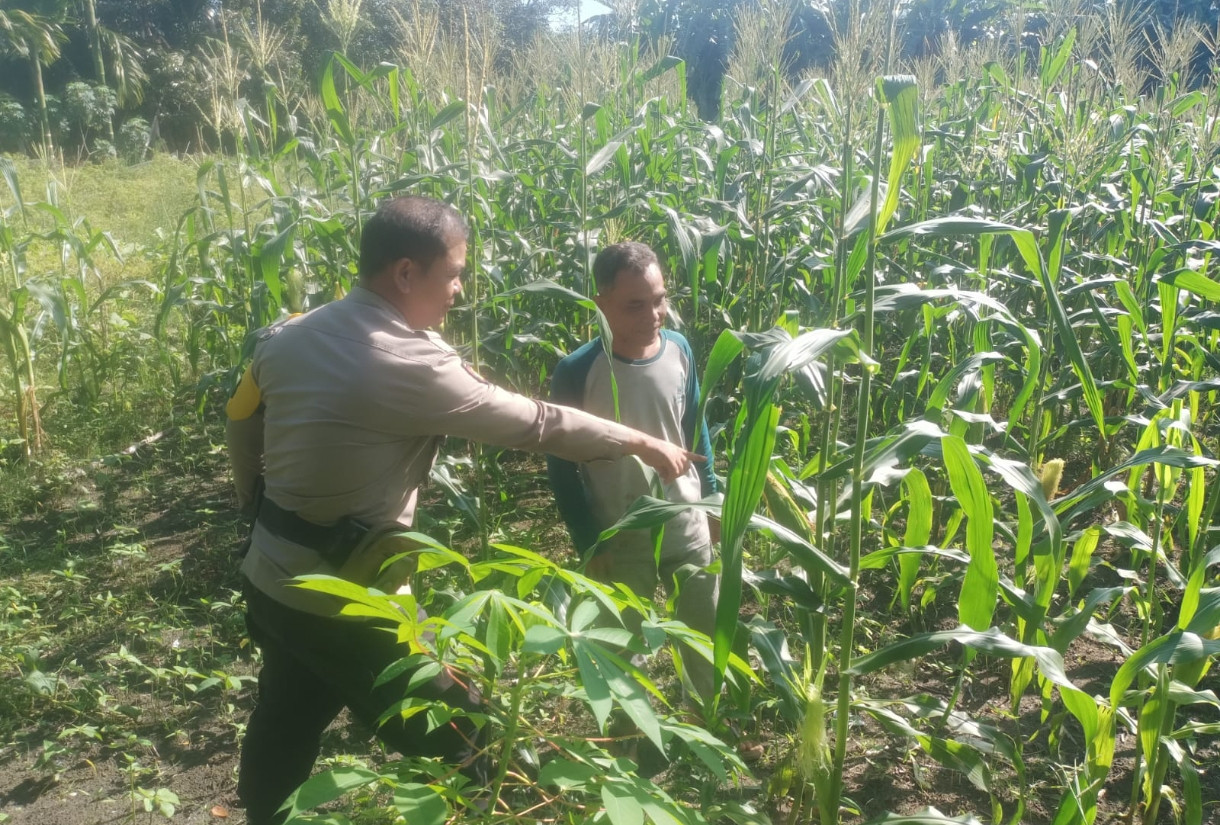 Dukung Swasembada Pangan, Polsek Pujud Pantau Pertumbuhan Bibit Jagung di Pondok Kresek