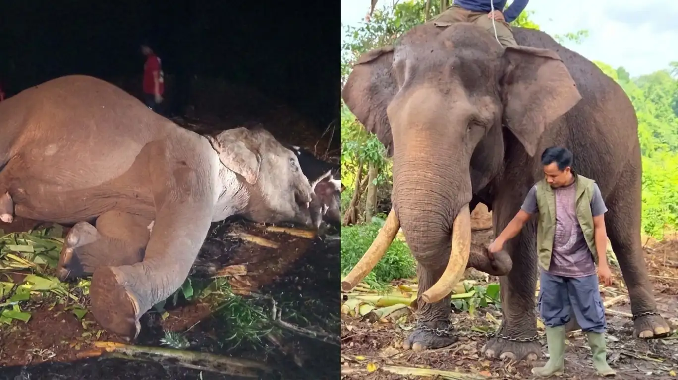 Gajah Flying Squad Tesso Nilo Bernama Indro Mati, Diduga Akibat Komplikasi Pasca Fase Musth