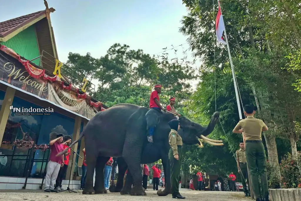 Unik! Gajah Sumatera Jadi Pengerek Bendera HUT ke-81 RI di Kasang Kulim Zoo