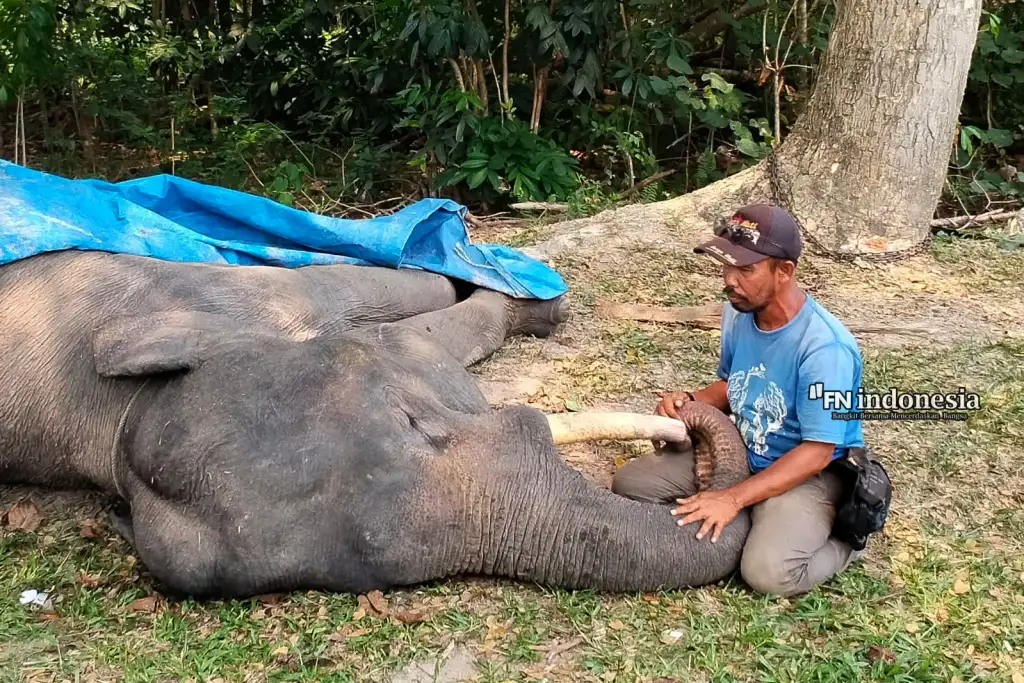 Gajah Binaan PLG Minas Diego Mati di Usia 17 Tahun, Diduga Akibat Infeksi Saluran Pencernaan Kronis