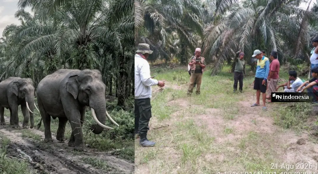 BBKSDA Riau: Konflik Gajah Liar di Sebanga, Satu Warga Luka dan Satu Meninggal karena Kelelahan