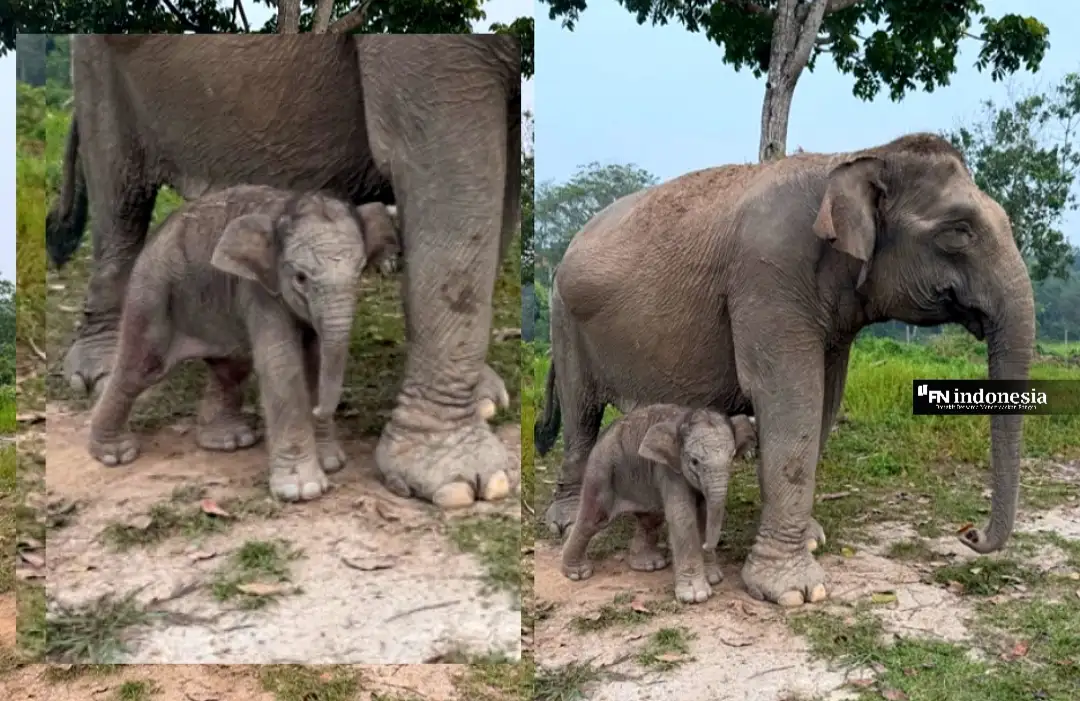 Gajah Lisa Melahirkan Anak Keenam, Bayi Jantan Lahir Sehat di Tesso Nilo